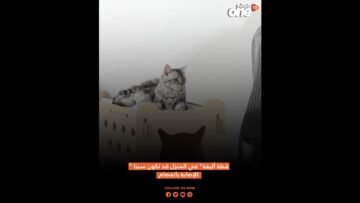 قطة أليفة في المنزل قد تكون سببا للإصابة بالفصام