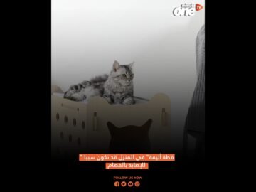 قطة أليفة في المنزل قد تكون سببا للإصابة بالفصام