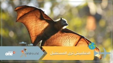 دراسة مثيرة: الخفافيش يمكنها رؤية المستقبل