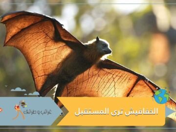 دراسة مثيرة: الخفافيش يمكنها رؤية المستقبل
