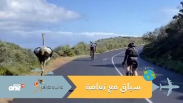 شاهد.. نعامة تقتحم سباق دراجات هوائية وتشارك المتسابقين