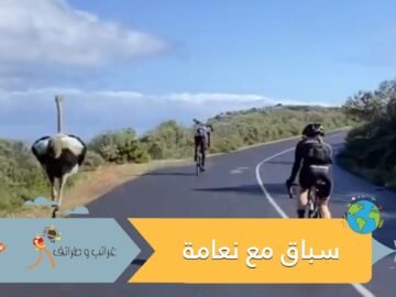 شاهد.. نعامة تقتحم سباق دراجات هوائية وتشارك المتسابقين