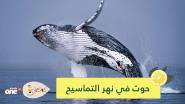 نهاية سعيدة لحوت علق وسط  نهر التماسيح  بأستراليا