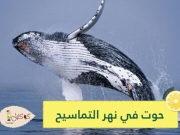 نهاية سعيدة لحوت علق وسط  نهر التماسيح  بأستراليا