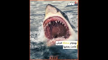 قرش يحول رحلة سياحية إلى مأساة