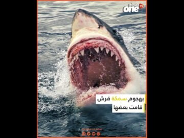 قرش يحول رحلة سياحية إلى مأساة