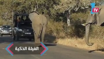 [ID: pQePoGXDeOM] Youtube Automatic