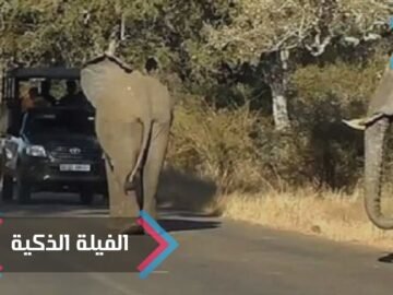 [ID: pQePoGXDeOM] Youtube Automatic