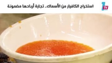 خاص: [ID: Xdn70oEeYNo] Youtube Automatic