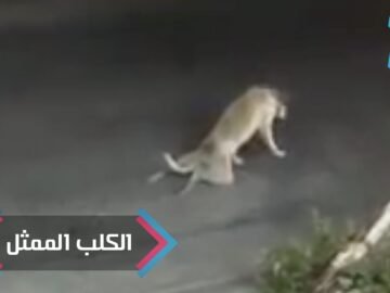 [ID: YTypzyMgVn8] Youtube Automatic