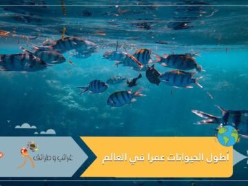 أحدها يعيش حتى 1000 عام ..تعرف على أطول الحيوانات عمرا في العالم