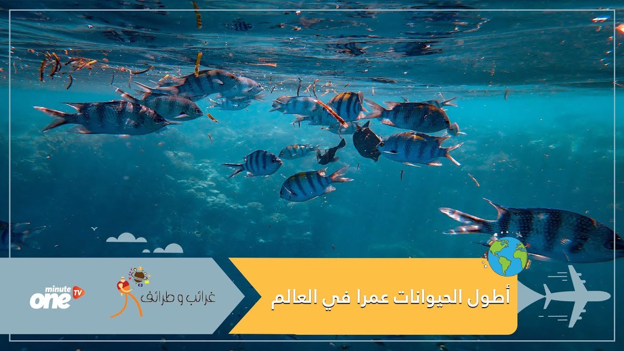 التحميل المسبق صورة