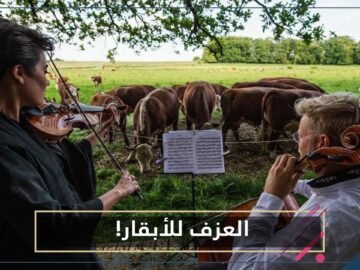 شاهد.. كورونا يهدي حفلات موسيقية لجمهور من الأبقار