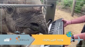 شاهد.. وحيد قرن يعزف أغنية عيد ميلاده على بيانو