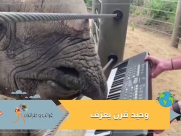 شاهد.. وحيد قرن يعزف أغنية عيد ميلاده على بيانو