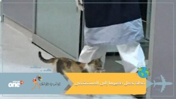 بالفيديو قطة تحمل صغيرها المريض إلى المستشفى