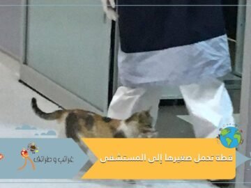 بالفيديو قطة تحمل صغيرها المريض إلى المستشفى
