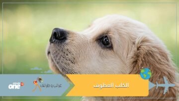 شاهد.. لحظة مؤثرة لكلب يرعى أرانب صغيرة فقدت والدتها