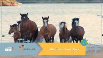 لقطات نادرة.. شاهد مجموعة من الخيول وسط بحيرة مياه