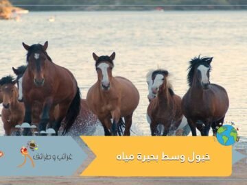 لقطات نادرة.. شاهد مجموعة من الخيول وسط بحيرة مياه