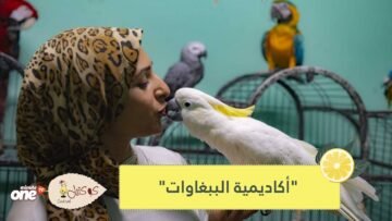 شاهد.. أكاديمية مصرية تساعد أصحاب الببغاوات على رعاية طيورهم