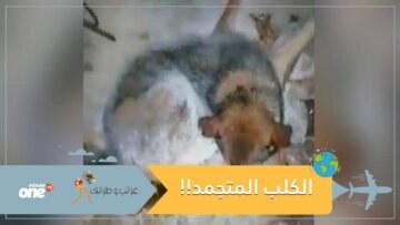 الكلب المتجمد والنجاة بأعجوبة .. التفاصيل في الفيديو