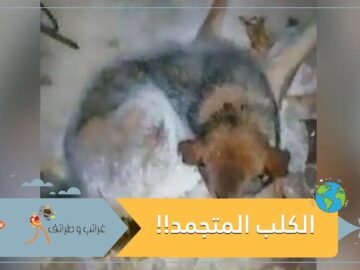 الكلب المتجمد والنجاة بأعجوبة .. التفاصيل في الفيديو