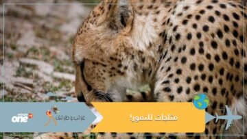 وجبة الصيف.. نمور يحظون بمثلجات بنكهة الدجاج للتغلب على حرارة الجو