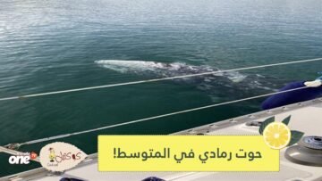شاهد.. حالة نادرة.. رصد حوت رمادي في المتوسط