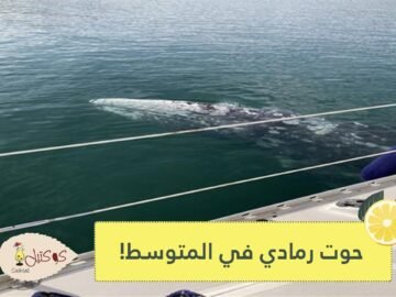 شاهد.. حالة نادرة.. رصد حوت رمادي في المتوسط