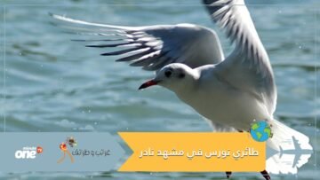 فيديو طريف لطائري نورس في مشهد نادر