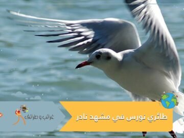 فيديو طريف لطائري نورس في مشهد نادر