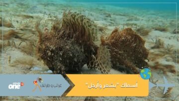 شاهد.. فيديو يوثق أسماك بشعر وأرجل.. والخبراء يفسرون