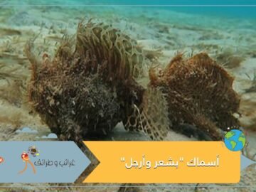 شاهد.. فيديو يوثق أسماك بشعر وأرجل.. والخبراء يفسرون