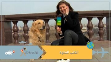 شاهد كلب ينتزع الميكرفون من مراسلة على الهواء والكاميرا ترصد مطاردة مثيرة