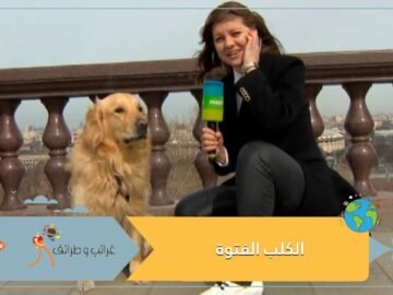 شاهد كلب ينتزع الميكرفون من مراسلة على الهواء والكاميرا ترصد مطاردة مثيرة