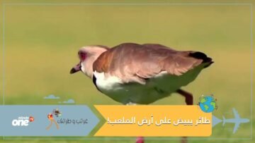شاهد.. طائر يبيض على أرض الملعب أثناء مباراة كرة قدم في البرازيل