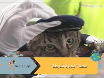 شاهد تكريما لدورها في إنقاذ مسن قطة مديرة شرطة باليابان