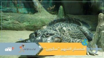 شاهد.. عرض تمساح ناج من الحرب العالمية الثانية داخل متحف في موسكو