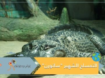 شاهد.. عرض تمساح ناج من الحرب العالمية الثانية داخل متحف في موسكو