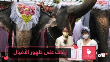 شاهد.. زفاف جماعي على ظهور الأفيال في تايلاند