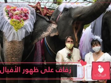 شاهد.. زفاف جماعي على ظهور الأفيال في تايلاند