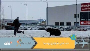 نهاية سعيدة.. دب يطارد المارة في شوارع روسيا