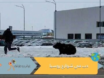 نهاية سعيدة.. دب يطارد المارة في شوارع روسيا
