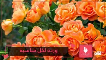 البرتقالي للاعتراف بالحب.. طريقة اختيار لون الورود وعددها لكل مناسبة