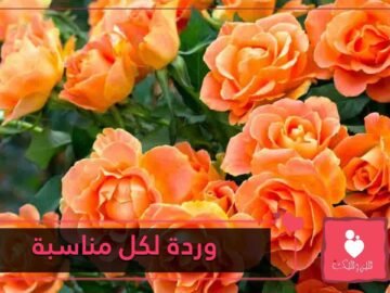 البرتقالي للاعتراف بالحب.. طريقة اختيار لون الورود وعددها لكل مناسبة