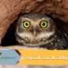 بومة وثعلب صحراء يعيشان تحت الأرض! ستدهشك هذه الحيوانات التي لا تحب الأضواء والشهرة