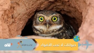 بومة وثعلب صحراء يعيشان تحت الأرض! ستدهشك هذه الحيوانات التي لا تحب الأضواء والشهرة
