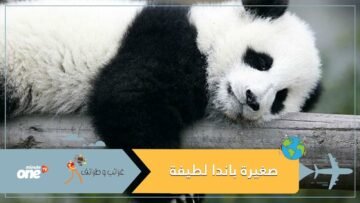 فو باو.. صغيرة باندا تتشبث بحارسها ولم تترك ساقه حتى حملها