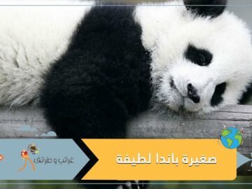 فو باو.. صغيرة باندا تتشبث بحارسها ولم تترك ساقه حتى حملها